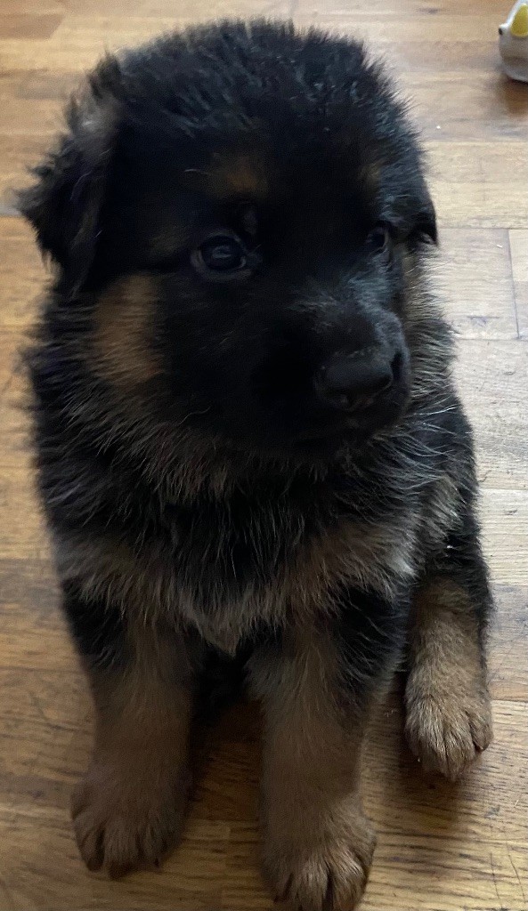 L’Envolée De Sky - Chiot disponible  - Berger Allemand