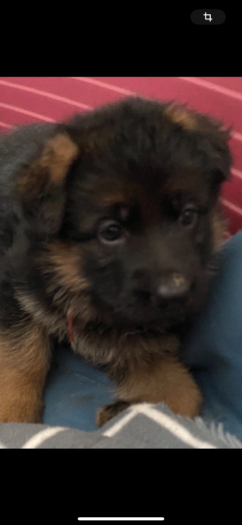 L’Envolée De Sky - Chiot disponible  - Berger Allemand