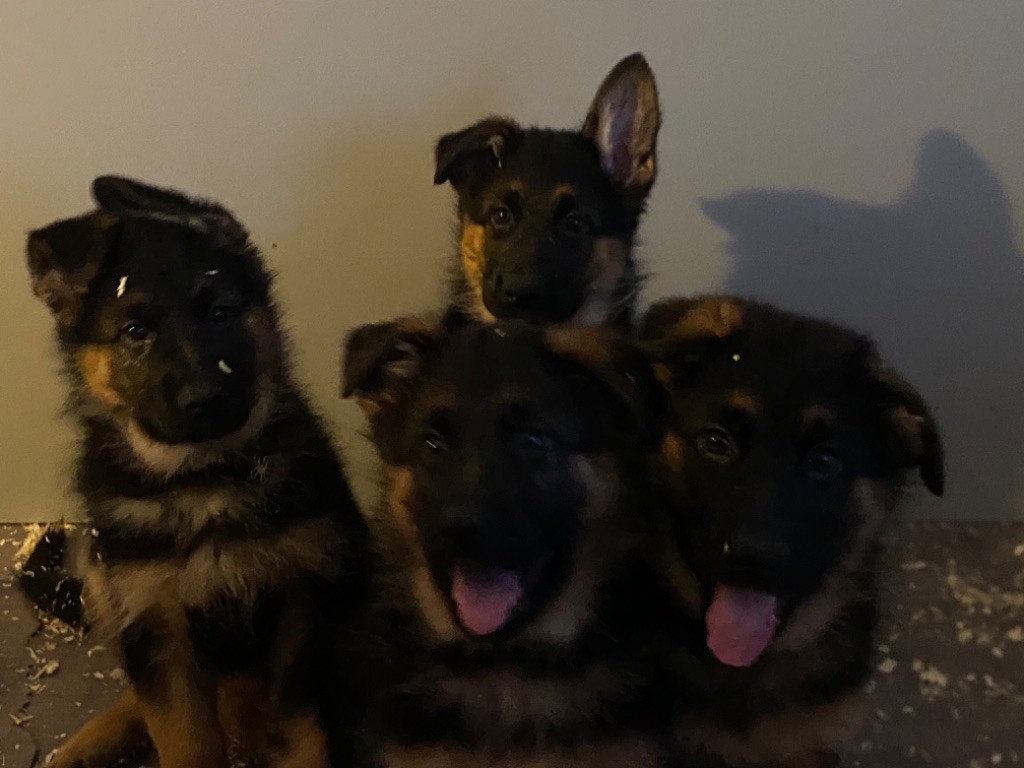 chiot Berger Allemand L’Envolée De Sky